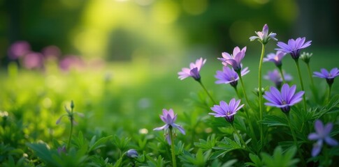 Naklejka premium A lush green garden with purple flowers in the background, arrangement, nature, green