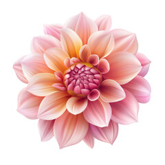 Fototapeta premium A vibrant pink dahlia flower showcasing intricate petals and a rich, layered center, radiating beauty and elegance.