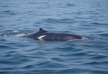 Obraz premium Breathtaking whale swimming near the surface of the clear blue ocean showcasing the grace and majesty of marine life in its natural habitat