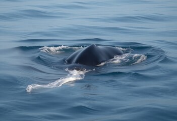 Fototapeta premium Breathtaking whale swimming near the surface of the clear blue ocean showcasing the grace and majesty of marine life in its natural habitat