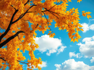 Vibrant yellow autumn leaves on branches against blue sky, nature, seasonal