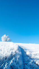 frost and a blue sky, hyperrealism. with white shades