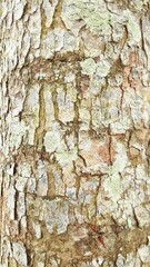 bark of a tree