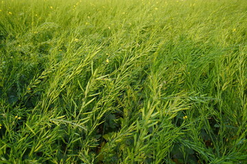 The mustard plants with its seeds nodded their heads with the wind