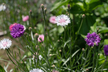 Vibrant Cornflower Blooms in a Lush Garden Setting