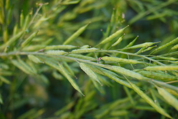 The stalk full mustard seeds in close up with a blurry background