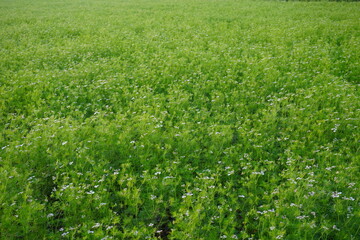 The green meadow is full with coriander plants with its tiny white flowers