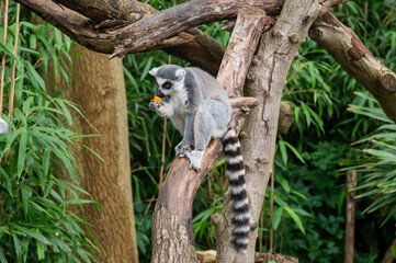 World Lemur Day Ring-tailed Lemur Sitting on a Tree Branch with Snack