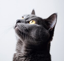 Elegant Grey Cat with Striking Yellow Eyes Gazing Upward Against a Soft Background Capturing Curiosity and Playfulness in Feline Design