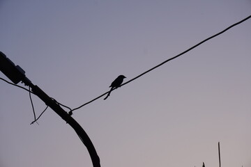 The drongo bird is sitting on the electric wire with clear sky background