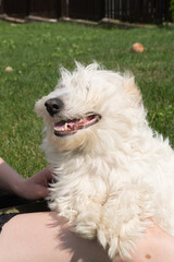 Fluffy white dog relaxing on grass in sunny backyard
