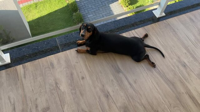 cachorro fofo dachshund dom&eacute;stico 