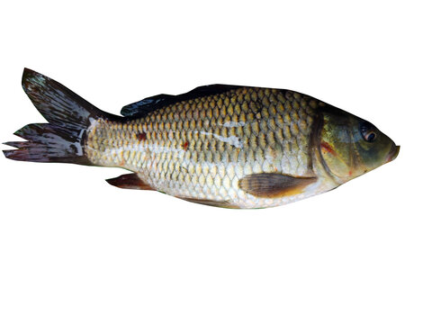 Fish on banana leaf green( rohu fish, Labeo rohita)
