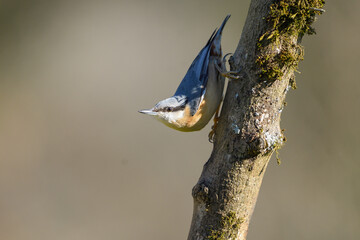 Close-up of a Eurasian nuthatch on a mossy trunk