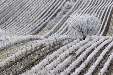 Lonely frozen tree vineyard grapevine valley Čejkovice Czech Republik winter minimalistic landscape white snow ice cold agriculture brown fields season change linear lines waves background