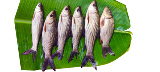Fish on banana leaf green( rohu fish, Labeo rohita)

