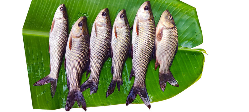 Fish on banana leaf green( rohu fish, Labeo rohita)
