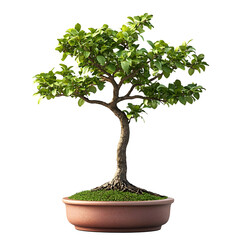 Miniature Bonsai Tree Potted Plant on Solid Gray Background