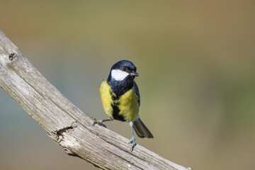 Close-up of a great tit perched on a branch