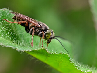 Beautifull wasp on leaf in nature habitat