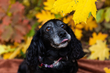 beautiful dog in yellow leaf, walking with dog in autumn, cocker spaniel in nature, autumn leaves,...