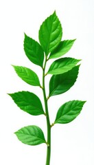 Fototapeta premium Isolated Green Leaf Plant on White Background, solo, foliage