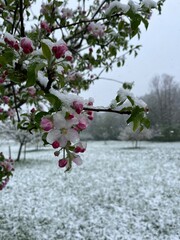 Apfelbl&uuml;te mit Schnee
