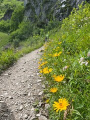 Wanderweg mit Wildblumen