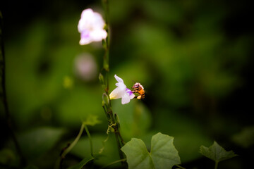 Macro Photography