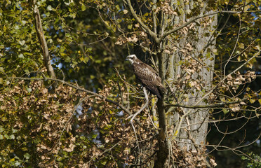 Osprey looking to the left, osprey on a branch, late summer and browning leaves, bird of prey on a tree, osprey lurking in the midday sun, branches with leaves in late summer