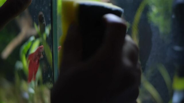 Aquarium service. Cleaning the glass in the aquarium.