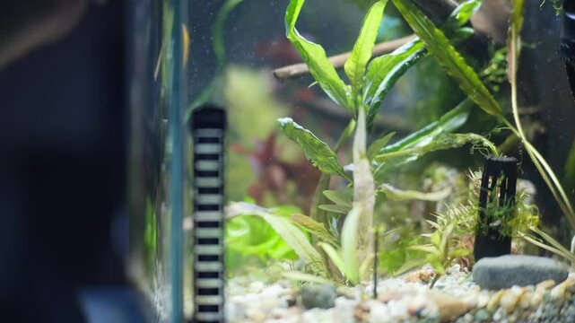Aquarium service. Cleaning the glass in the aquarium.