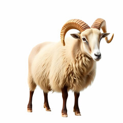 Fototapeta premium Adult wooly bighorn sheep isolated on the white background