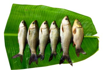 top view of river fishes on green leaf background.
rohu fish is Labeo rohita