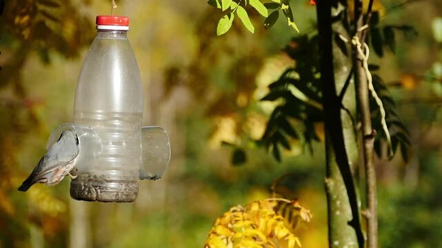 small grey bird nuthatch flies near bird feeder