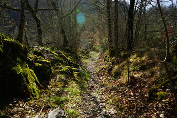 Old hiking path with stones covered by moss