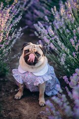 Portrait of a pug in a cute dress in a blooming lavender field. The puppy looks carefully at the...