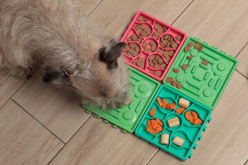 Small dog enjoying treats placed on colorful puzzle feeding mats designed for interactive pet...