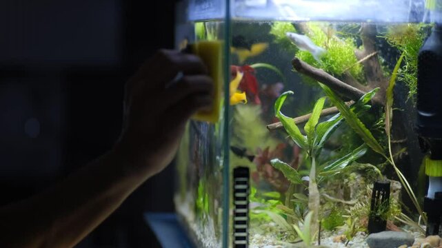 Aquarium service. Cleaning the glass in the aquarium.