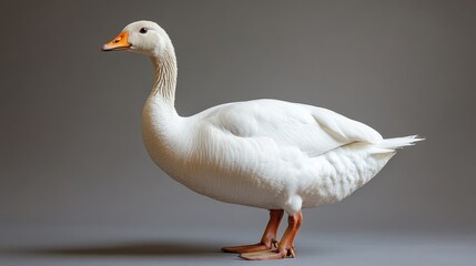 Obraz premium white domestic goose isolated on transparent background