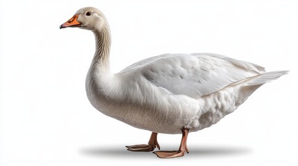 Obraz premium white domestic goose isolated on transparent background