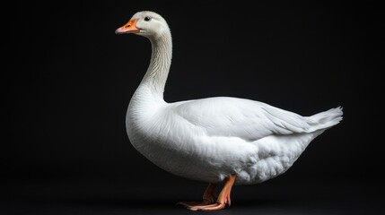 Fototapeta premium white domestic goose isolated on transparent background
