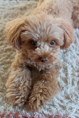 室内で飼われているトイ・プードル