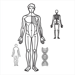 Thin line Body Man diagram Contour silhouette on white background
