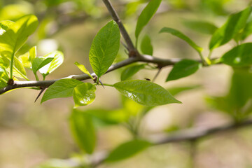 Spring leaves - fresh young spring leaves