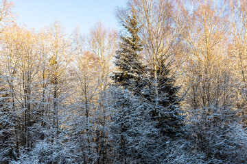 Fototapeta premium snowy trees in winter forest lit by setting sun