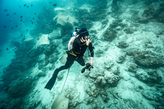 diver exploring a coral reef  in the Maldives
