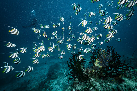 shoal of angelfish in the Maldives