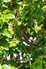 Les citrons verts en Martinique