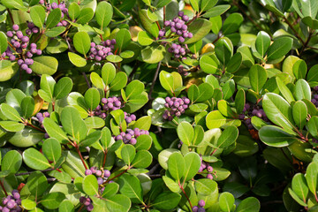 Rhaphiolepis umbellata plant that bears fruit. Ripe blue berries on a bush in the garden, close-up.